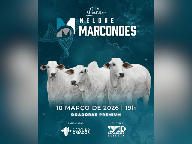 Leilão Nelore Marcondes – Doadoras Premium