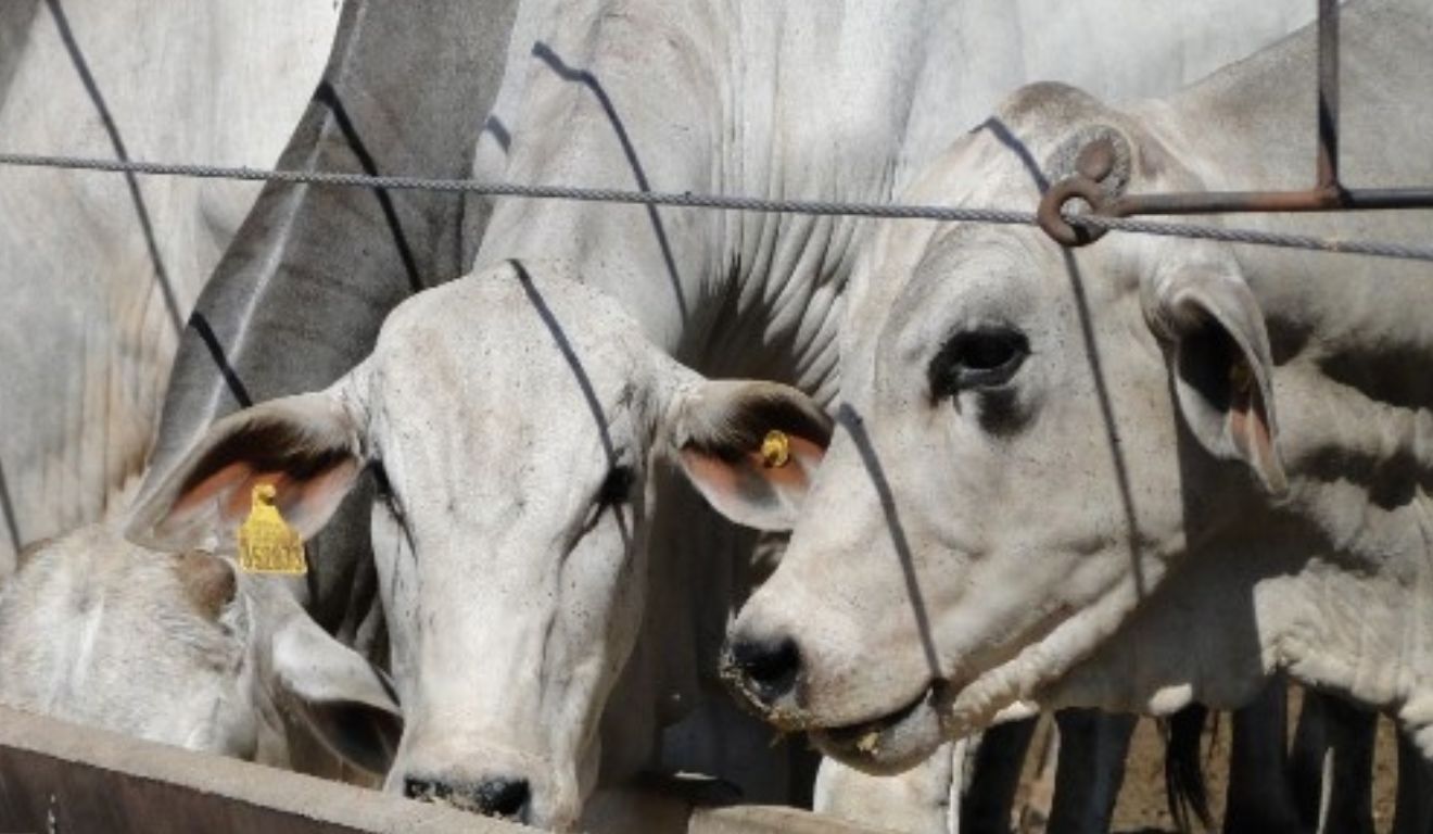 Cotação da vaca gorda sobe em SP e boi China também avança: veja os preços