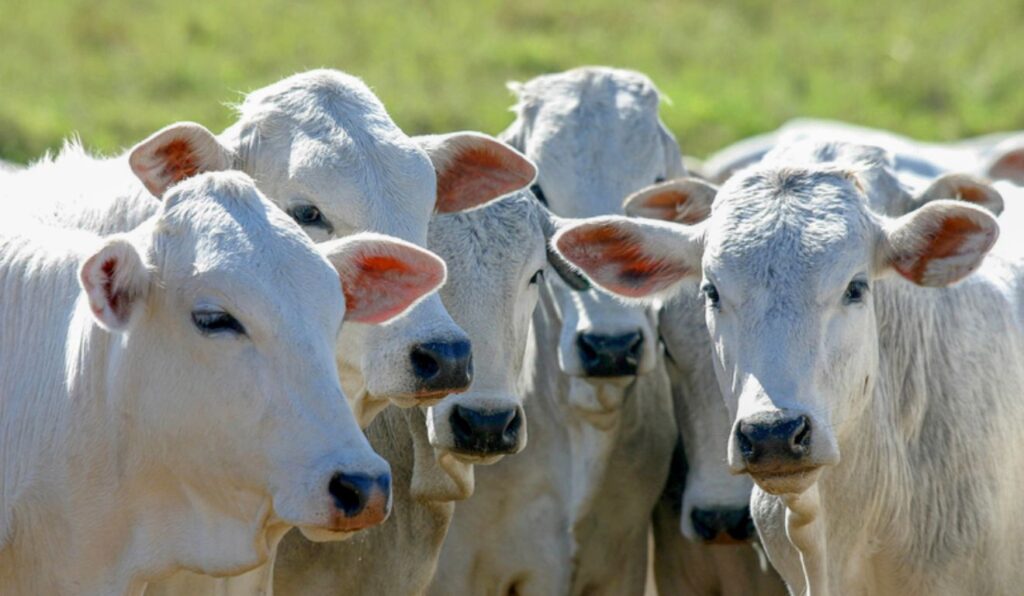 Crédito para melhoramento genético cresce e abre novas oportunidades no campo