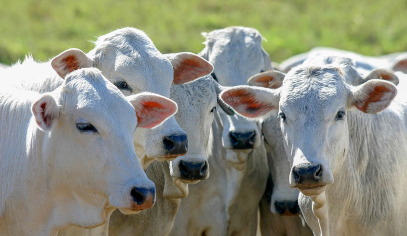 Crédito para melhoramento genético cresce e abre novas oportunidades no campo