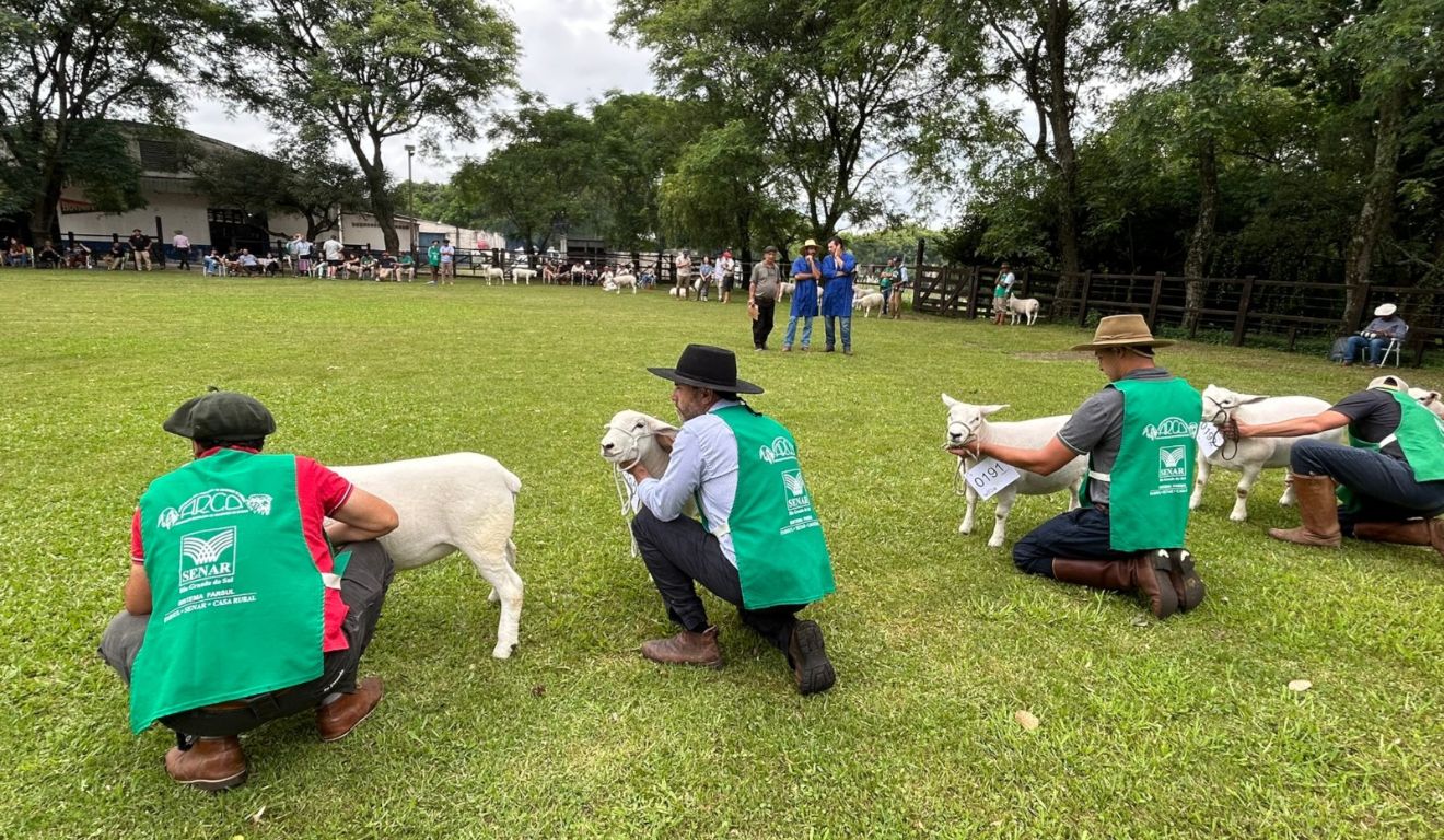Feiras de verão de ovinos movimentam R$ 5,07 milhões e animam produtores no Sul
