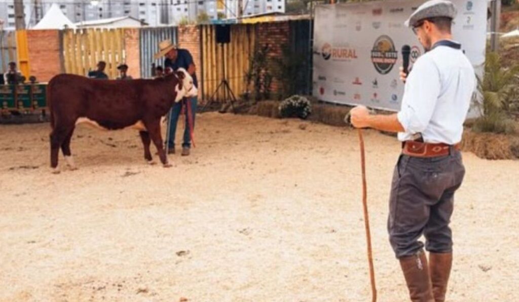 Hereford e Braford serão as únicas raças ranqueadas na ExpoBel 2026;