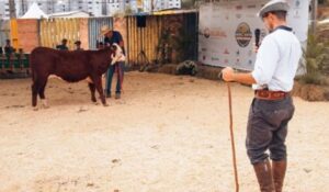 Hereford e Braford serão as únicas raças ranqueadas na ExpoBel 2026;