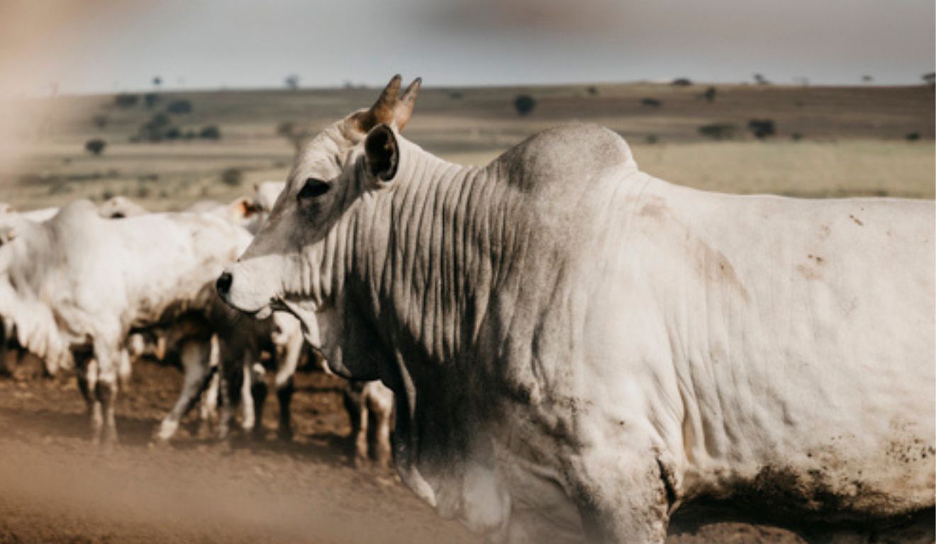Mercado do boi gordo segue firme em São Paulo e inicia semana com preços sustentados