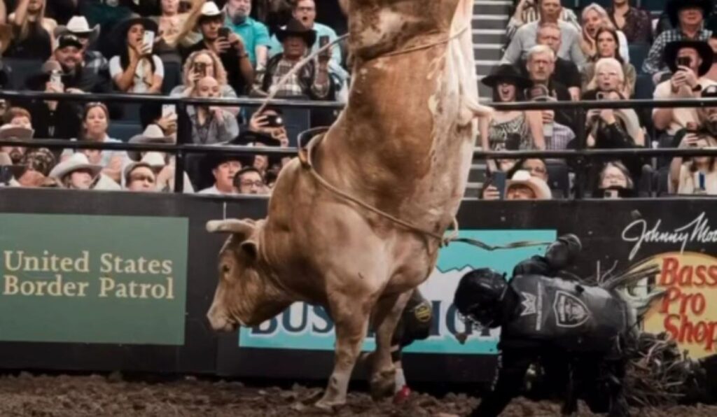 Morre o touro Man Hater, um dos maiores campeões da história da PBR