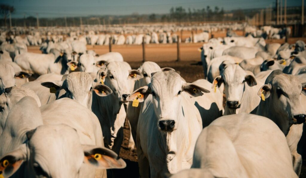 PIB da agropecuária avança 11,7% e leva o campo a R$ 775 bilhões em 2025
