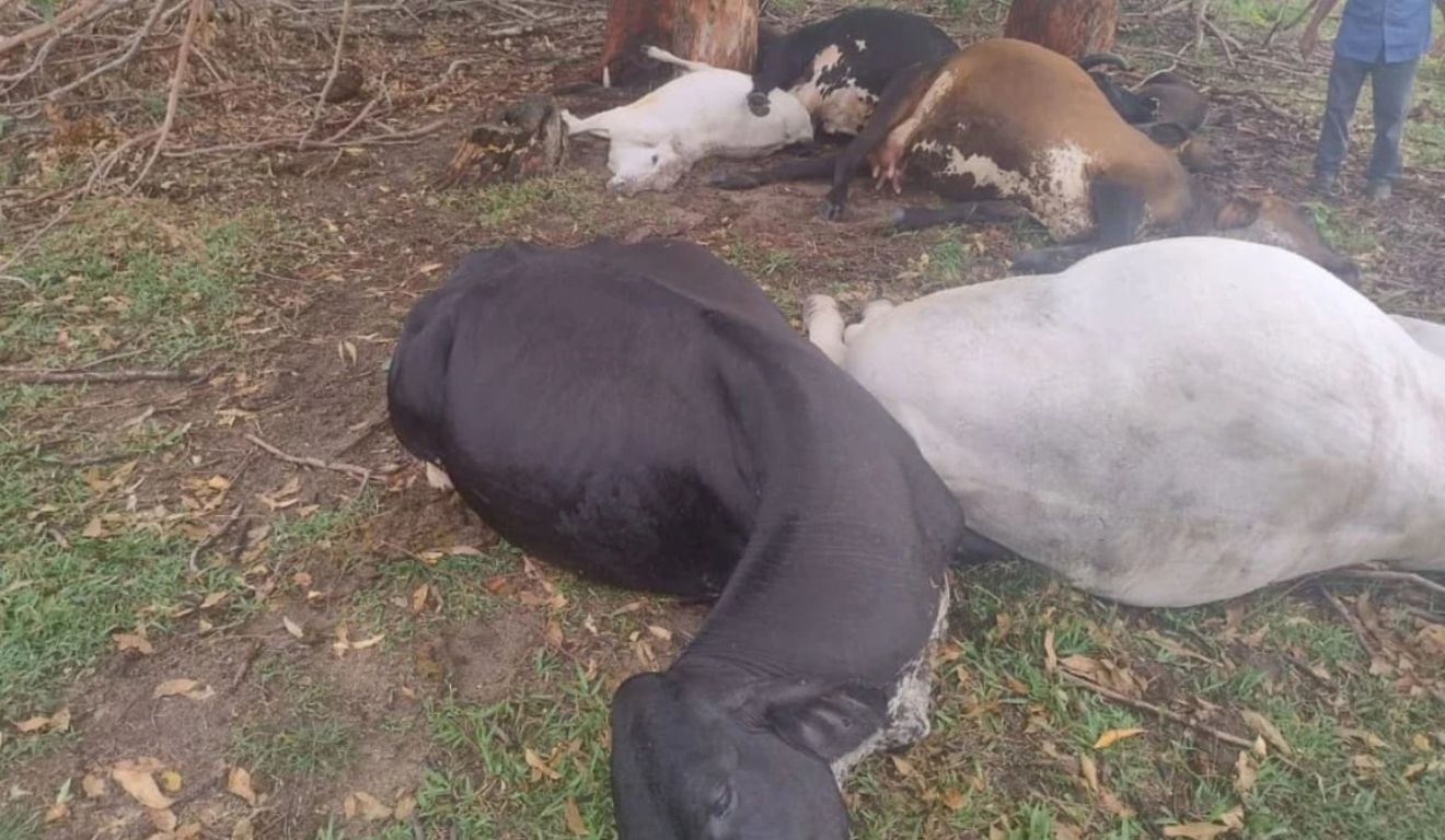 Queda de raio mata rebanho e provoca prejuízo de R$ 45 mil a produtor no Espírito Santo