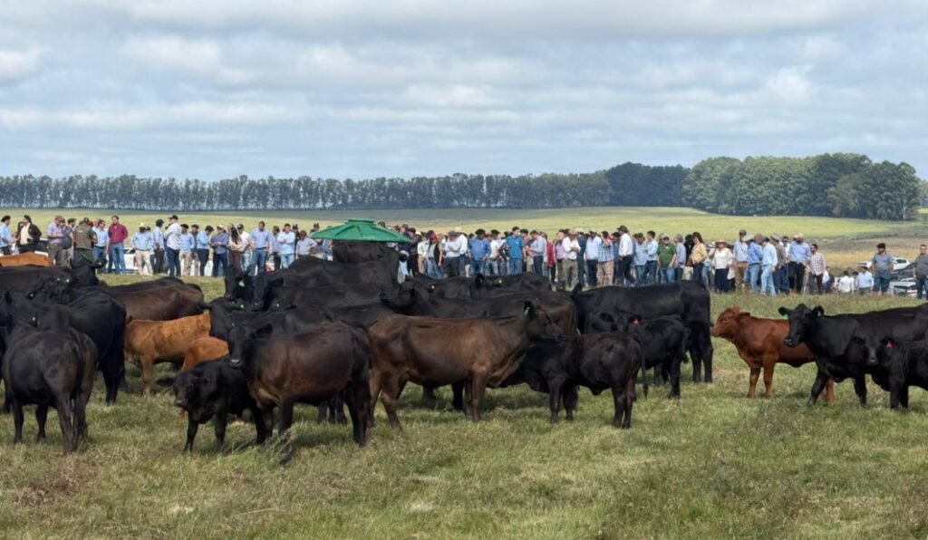 Raça Brangus vive momento comercial favorável e atrai atenção de investidores