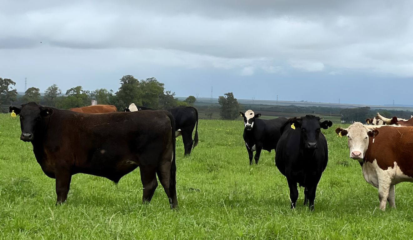 Rastreabilidade bovina ganha força e pode se tornar exigência para exportação de carne