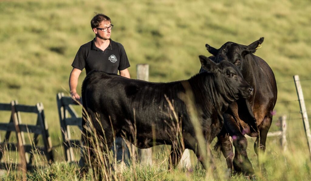Rio Grande do Sul projeta maior delegação de animais no Mundial Brangus 2026
