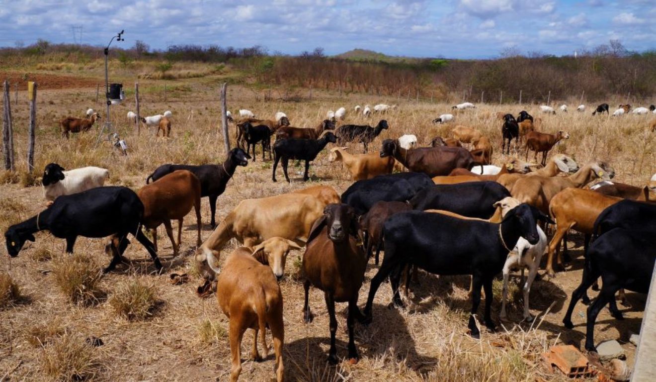 Venda de ovinos da Embrapa em Sobral abre oportunidade para reforçar rebanho no Nordeste