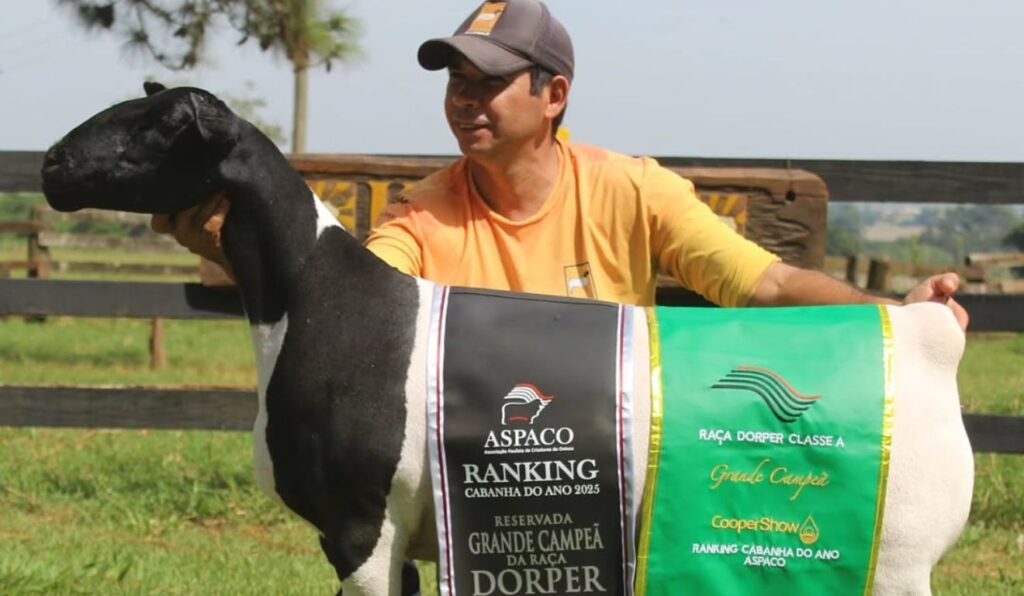 Dorper em alta: fêmea bate recorde nacional e chega a R$ 165 mil
