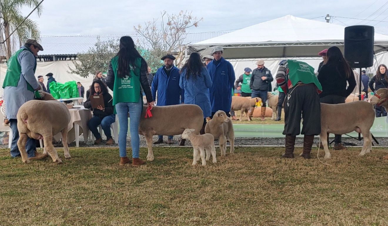 Feira Nacional de Ovinos em Esteio promete movimentar o setor: saiba como aproveitar