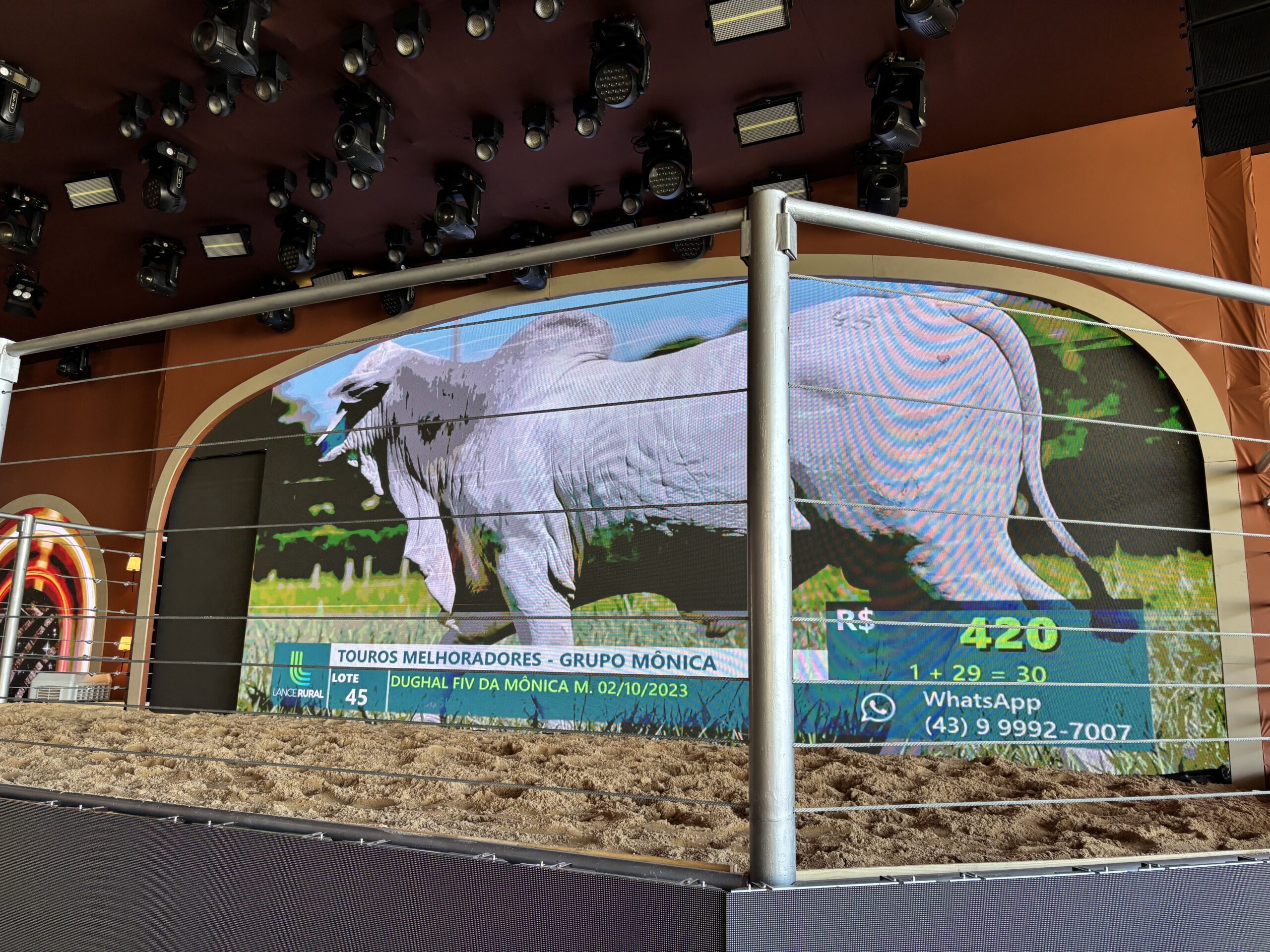 Touros melhoradores, grupo Nelore Mônica