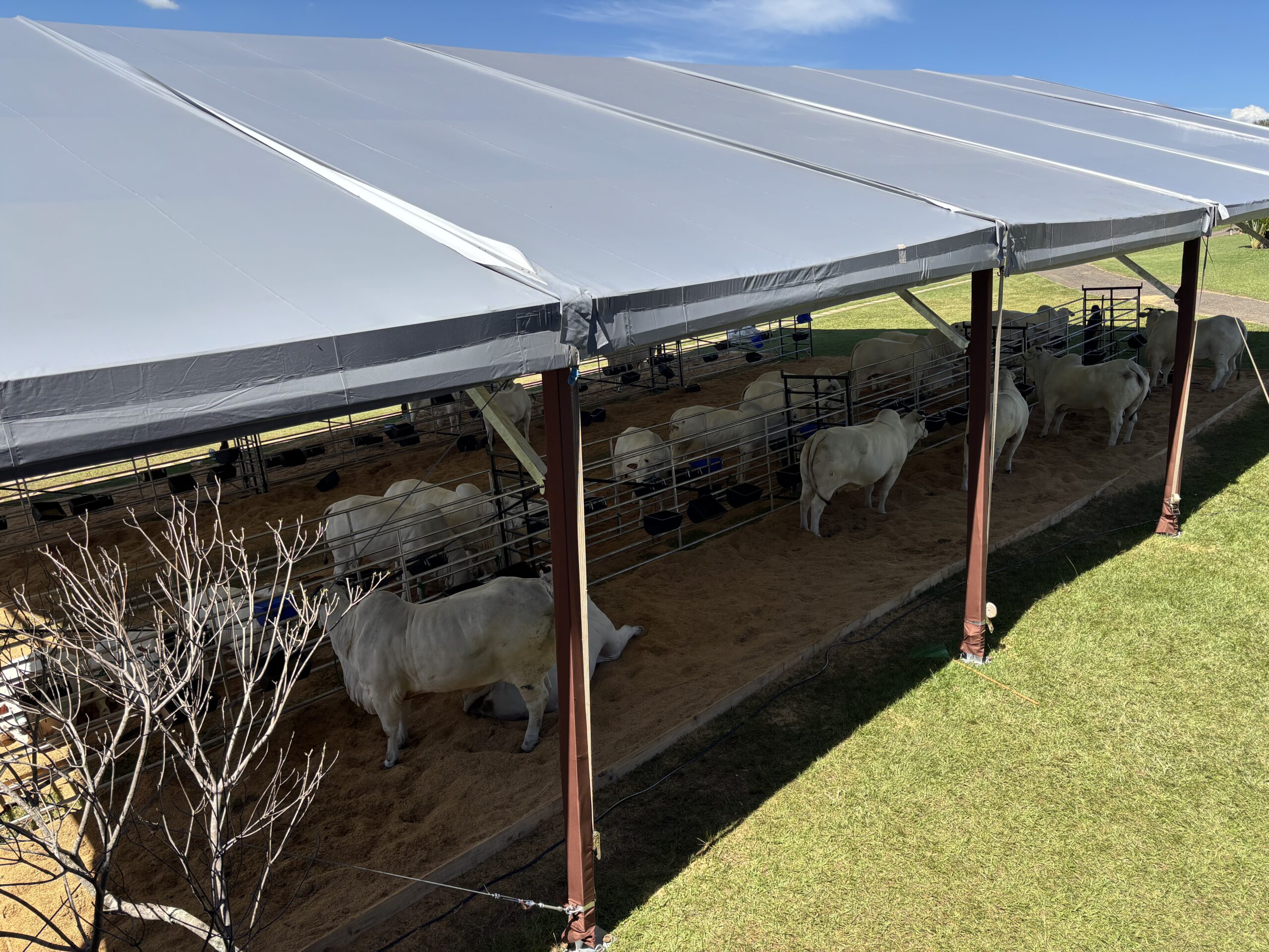 Fêmas Nelore Mônica