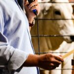 Leilões da ExpoZebu já superam R$ 4,4 milhões e reforçam força da genética zebuína