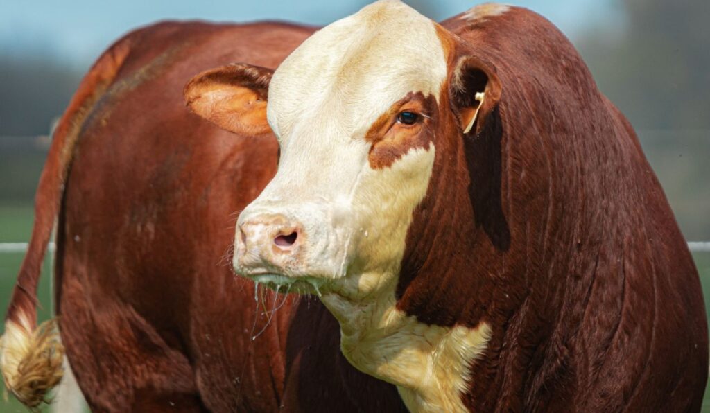 Nacional Hereford e Braford entra em cenário de valorização no mercado