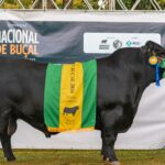 Touro Rincon Caruso vence Nacional de Buçal Angus e entra na agenda de venda da Rincon