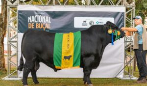 Touro Rincon Caruso vence Nacional de Buçal Angus e entra na agenda de venda da Rincon