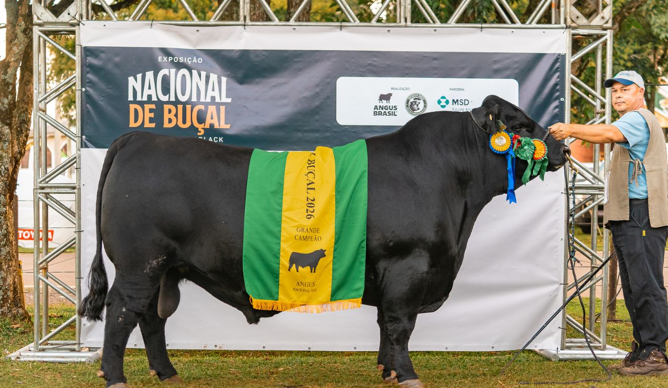 Touro Rincon Caruso vence Nacional de Buçal Angus e entra na agenda de venda da Rincon