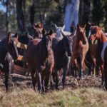 ABCCC alerta sobre exigência genética na importação de animais da raça Crioula