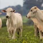 Alimentação bovina pode ser afetada por escassez de insumos no Brasil; entenda