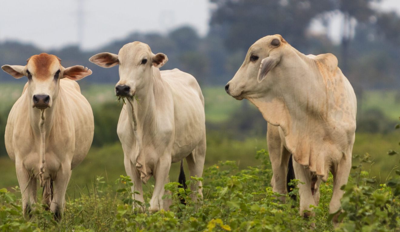 Alimentação bovina pode ser afetada por escassez de insumos no Brasil; entenda