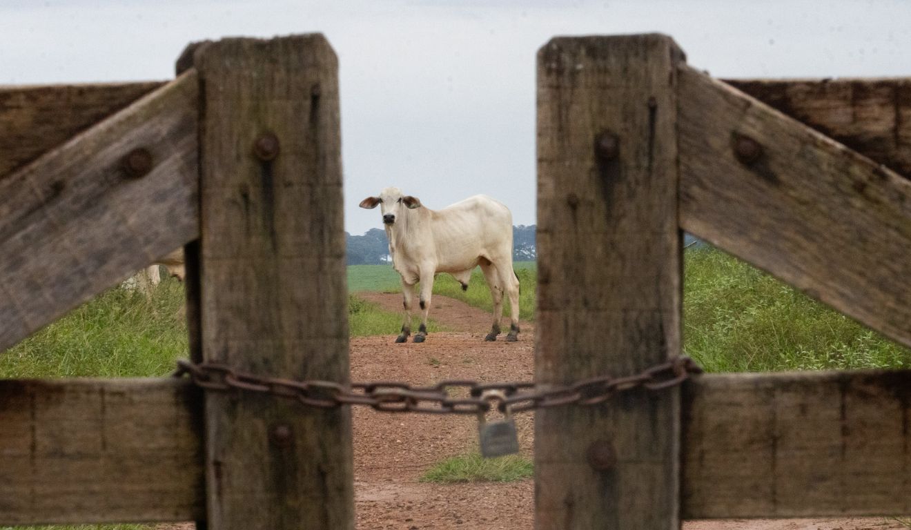 Escassez de fosfato bicálcico pode afetar a alimentação bovina