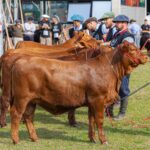 ExpoBrangus 2026 inicia julgamentos e destaca avanço genético da raça no Brasil