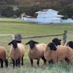 Feicorte 2026 amplia espaço da pecuária e estreia ovinocultura com Nacional da raça Suffolk