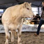 Feira nacional de genética em Pelotas abre inscrições com foco na pecuária lucrativa