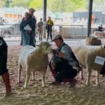 Fenovinos 2026 define campeões da genética ovina; confira os resultados dos julgamentos da feira