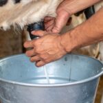 Ordenha Brasil: novo projeto vai mapear eficiência das fazendas de leite