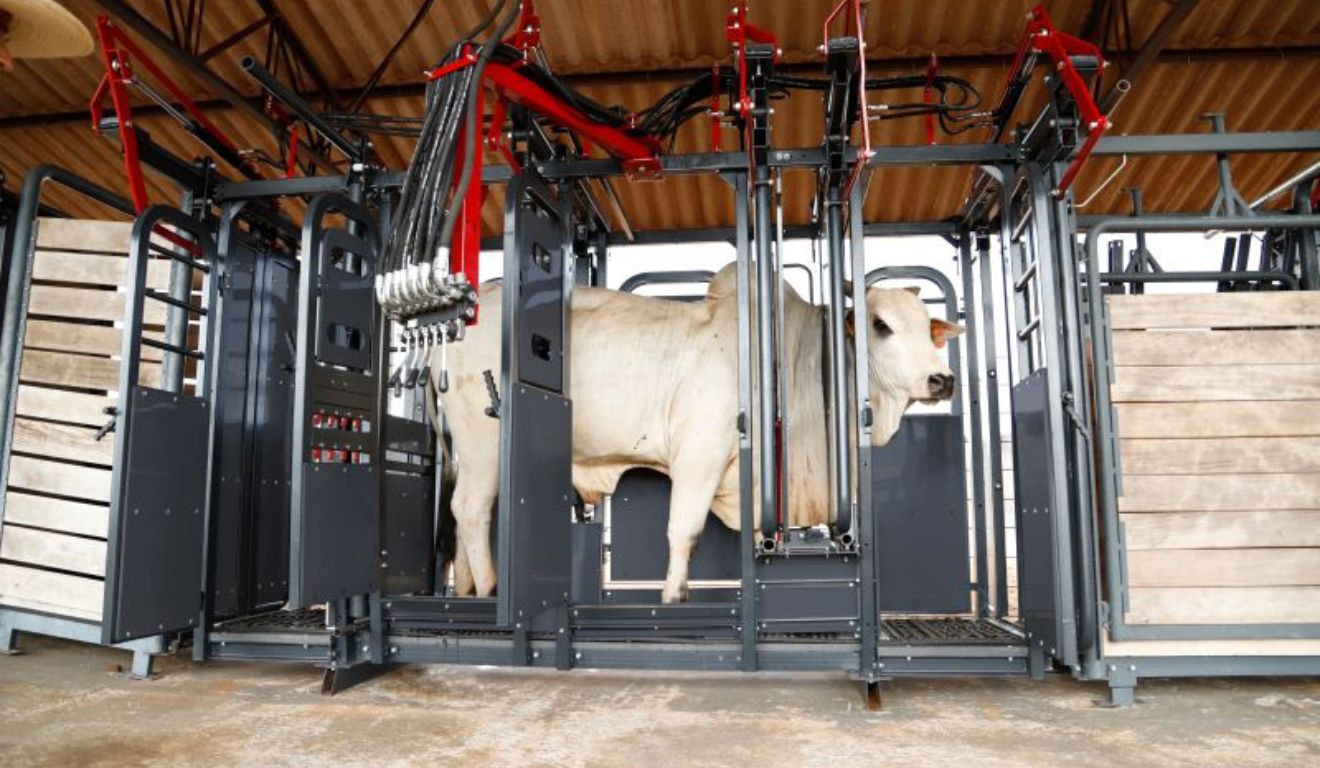 Contenção bovina: manejo adequado reduz acidentes e melhora a eficiência nas fazendas