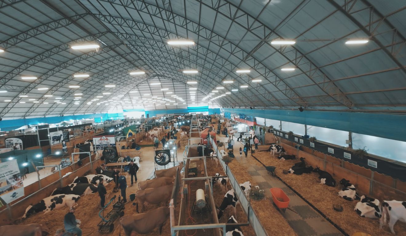 Agroleite 2026 abre inscrições de animais das raças Holandesa e Jersey para julgamentos