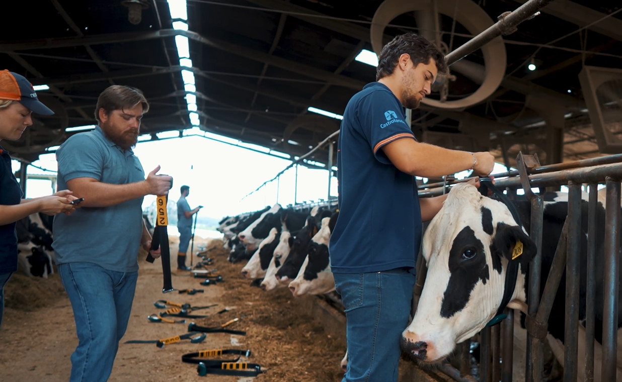 Tecnologia reduz estresse e melhora a produção leiteira