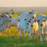 China reconhece Brasil livre de febre aftosa sem vacinação
