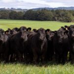 DATAGRO prepara novo indicador do boi gordo para o Rio Grande do Sul