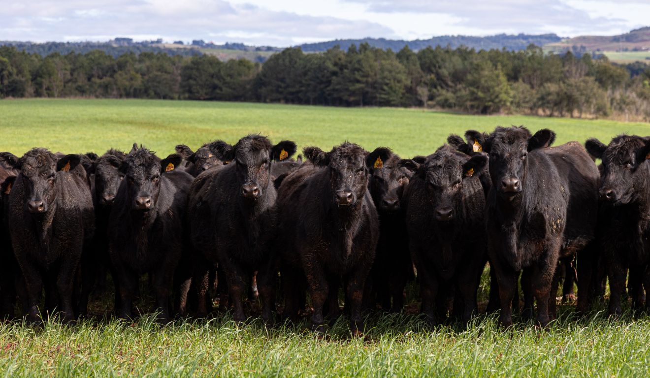 DATAGRO prepara novo indicador do boi gordo para o Rio Grande do Sul