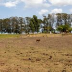 El Niño 2026, pecuária, clima na pecuária, previsão do tempo para o agro, mudanças climáticas, pastagens, produção pecuária, manejo do rebanho, MAPA, Cepea