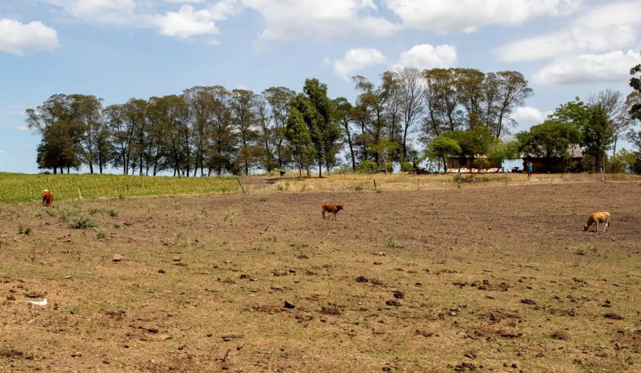 El Niño 2026: pecuaristas devem se preparar para calor, irregularidade de chuvas e alta nos custos