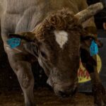 Morre o touro Pegasus, um dos maiores nomes da história do rodeio mundial
