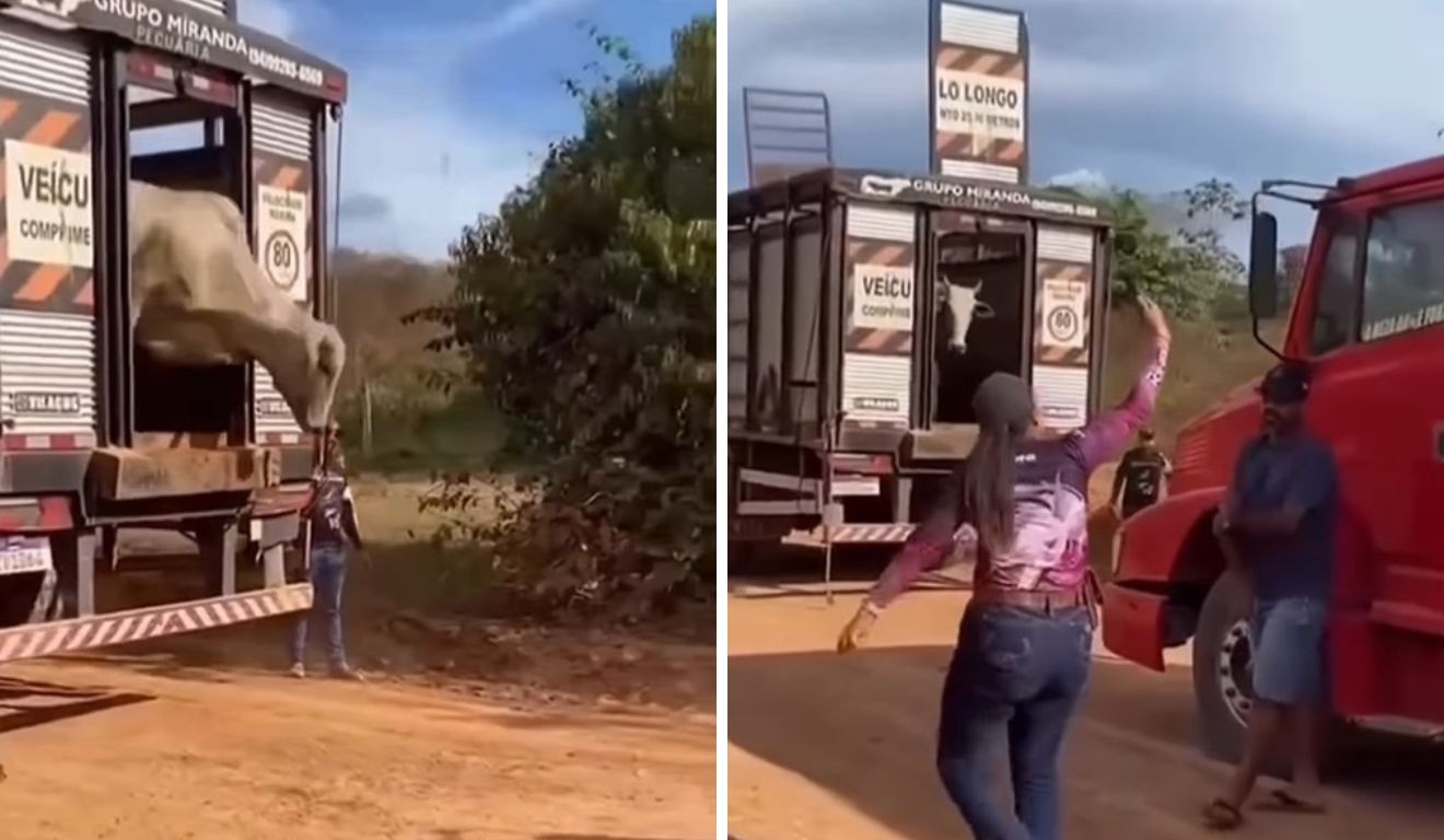 Operação de apreensão de gado na Terra do Meio provoca reação de produtores rurais