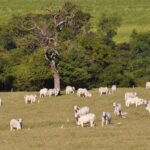 Produção agropecuária alcança R$ 1,4 trilhão e bovinocultura avança quase 9% em 2026