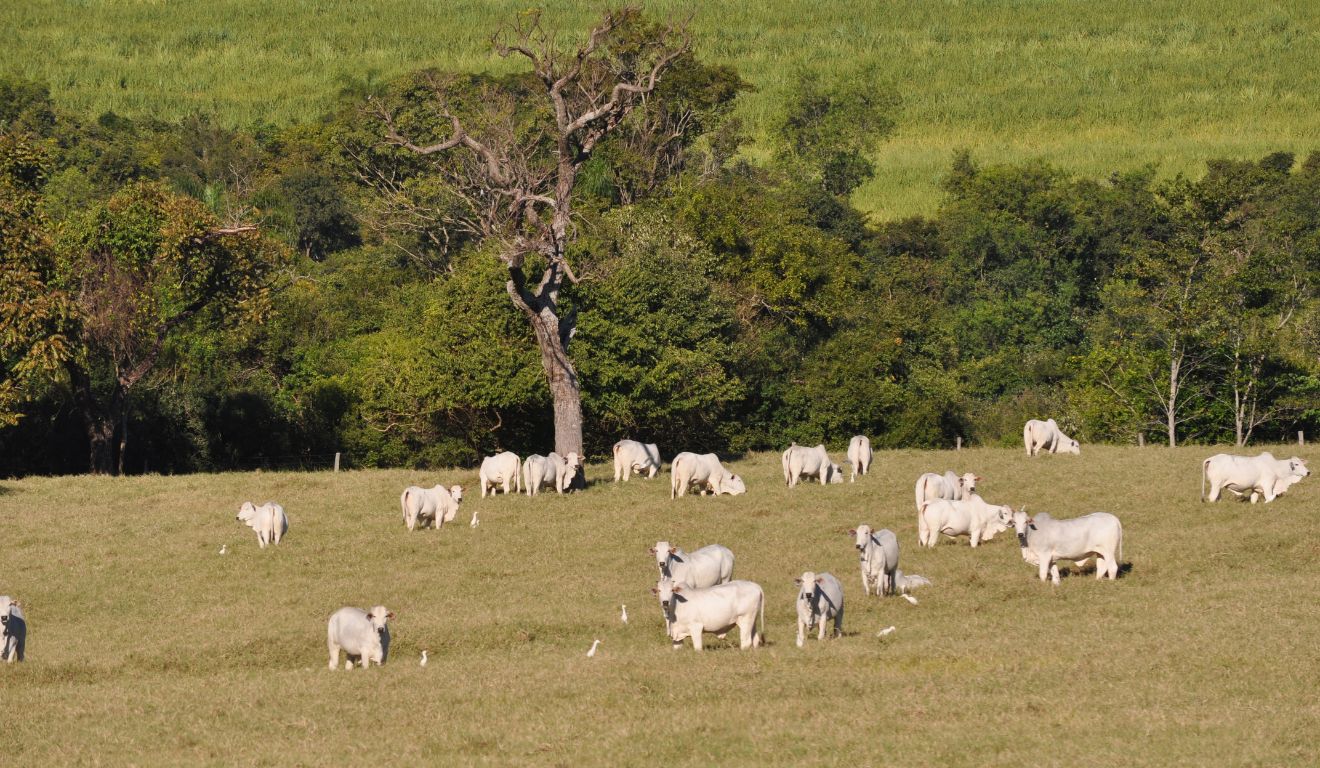 Produção agropecuária alcança R$ 1,4 trilhão e bovinocultura avança quase 9% em 2026