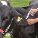 Vacinação bovina eficiente reduz perdas e melhora o bem-estar no manejo