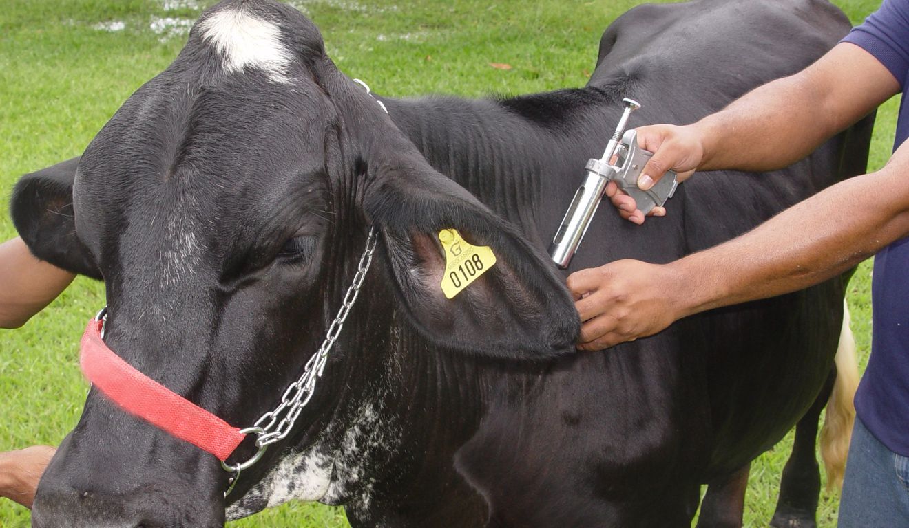 Vacinação bovina eficiente reduz perdas e melhora o bem-estar no manejo