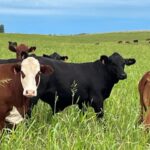 XXI Jornada NESPro e II Congresso de Criadores mostra como lucrar com a demanda global por carne