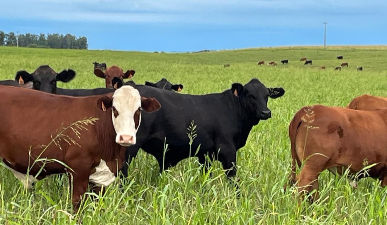 XXI Jornada NESPro e II Congresso de Criadores mostra como lucrar com a demanda global por carne