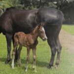Amapá registra primeiro nascimento por inseminação artificial da Raça Crioula